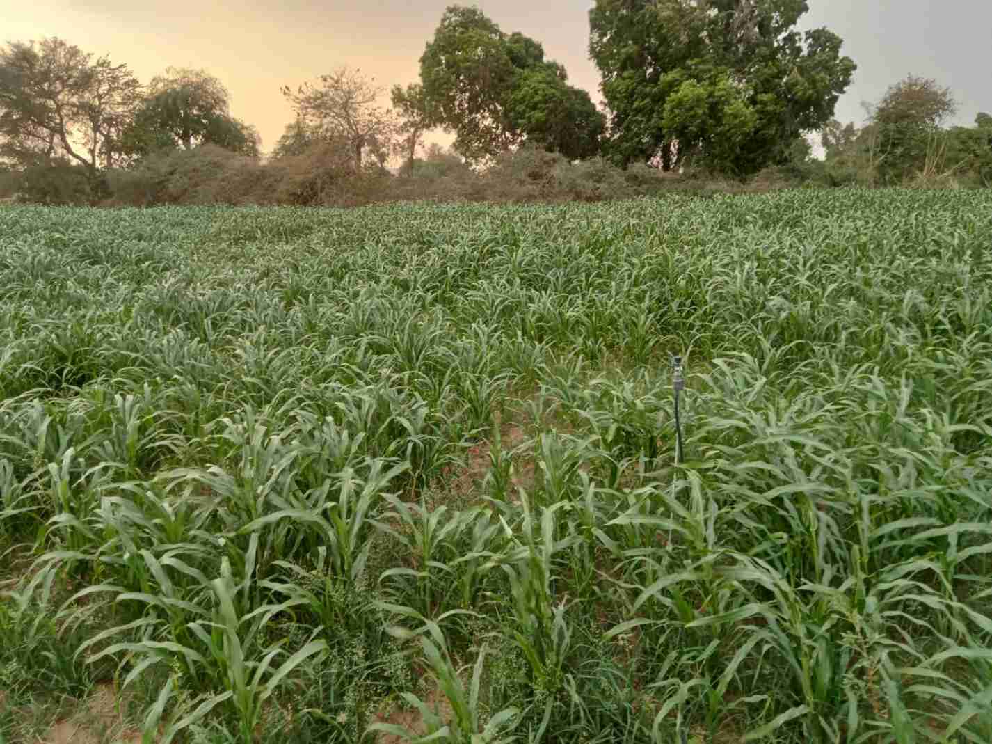 राजस्थान में बाजरा बुवाई के लिए उपयुक्त जलवायु