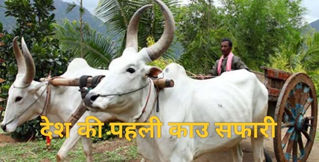 Cow Safari In Rajasthan