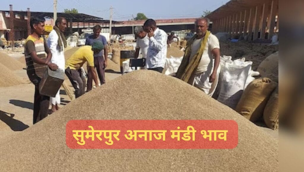 सुमेरपुर अनाज मंडी भाव (Sumerpur Mandi Bhav 5 june): अरण्डी, बाजरा, गेंहू, ग्वार, सरसों (रायड़ा) के 5 जून के भाव 4 Sumerpur Mandi Bhav 5 june