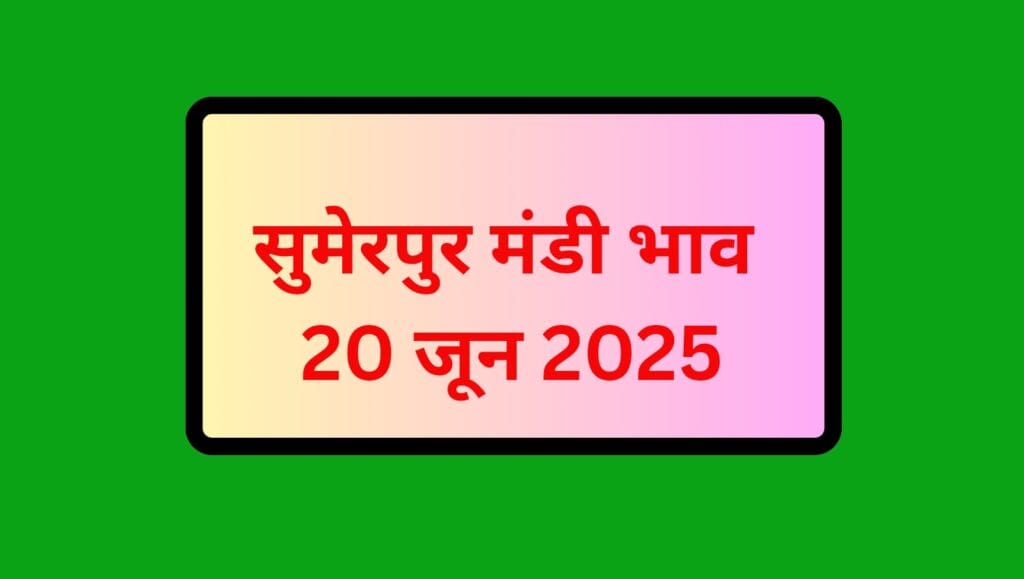 सुमेरपुर अनाज मंडी भाव (Sumerpur Mandi Bhav 20 June 2025): अरण्डी, बाजरा, गेंहू, ग्वार, सरसों (रायड़ा) के 20 जून के भाव 3 Sumerpur Mandi Bhav 20 June 2025